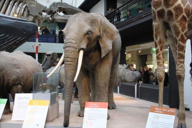 MUSEO DE HISTORIA NATURAL , Viajar a Londres con niños, Consejos para ir a Londres, Blog de Moda Infantil y Premamá, La casita de Martina MUSEO DE HISTORIA NATURAL , Viajar a Londres con niños, Consejos para ir a Londres, Blog de Moda Infantil y Premamá, La casita de Martina